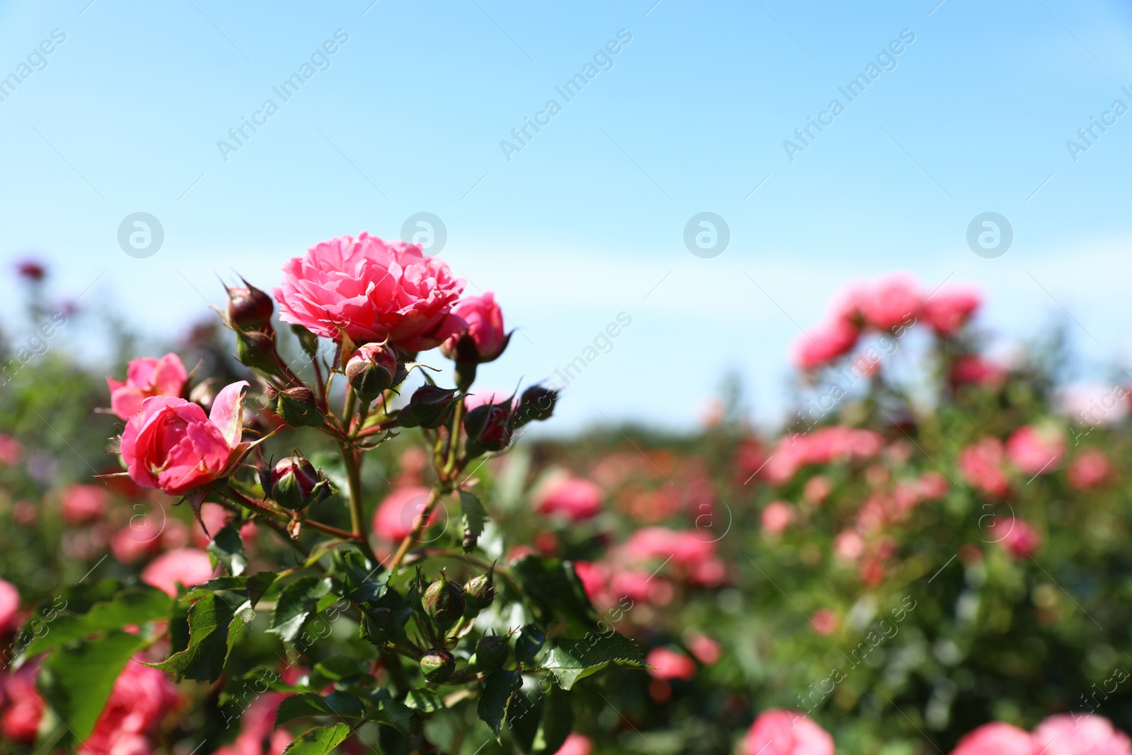 Photo of Green bush with beautiful roses in blooming garden on sunny day