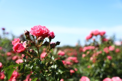 Photo of Green bush with beautiful roses in blooming garden on sunny day