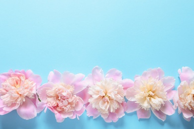 Photo of Beautiful fragrant peony flowers on color background