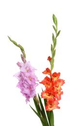 Photo of Beautiful color gladiolus flowers on white background