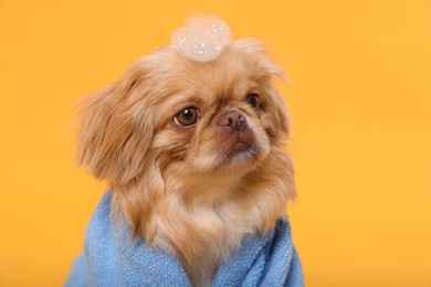 Cute Pekingese dog wrapped in towel on yellow background. Pet hygiene