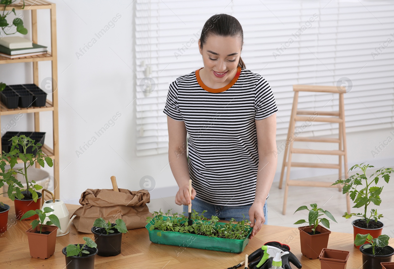 Photo of Happy woman planting seedlings into plastic container at wooden table in room