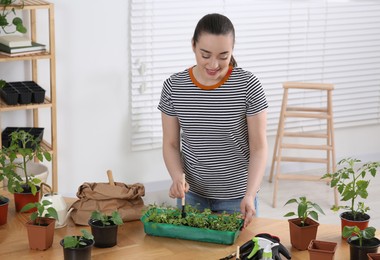 Photo of Happy woman planting seedlings into plastic container at wooden table in room