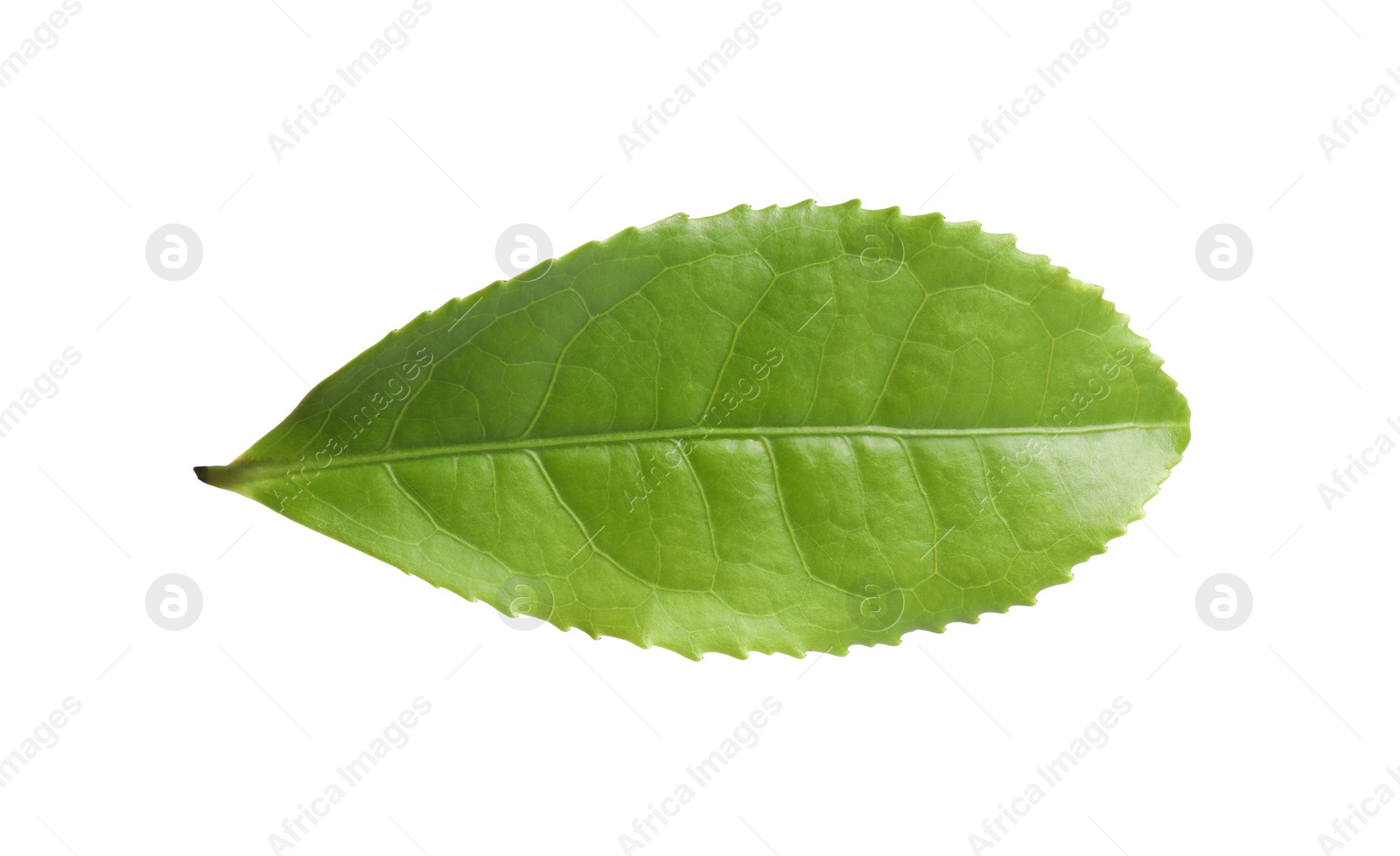 Photo of Green leaf of tea plant isolated on white