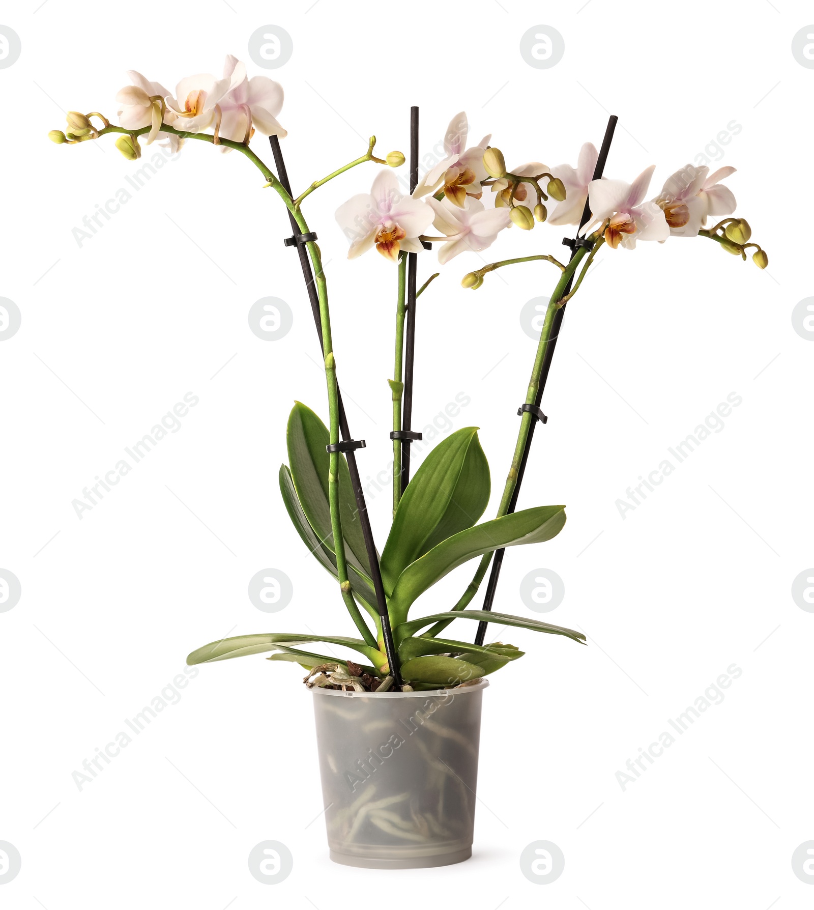 Photo of Beautiful orchid flowers in pot on white background