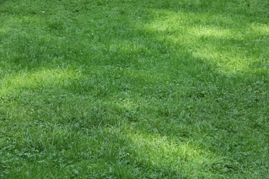 Photo of Fresh green grass growing outdoors in summer