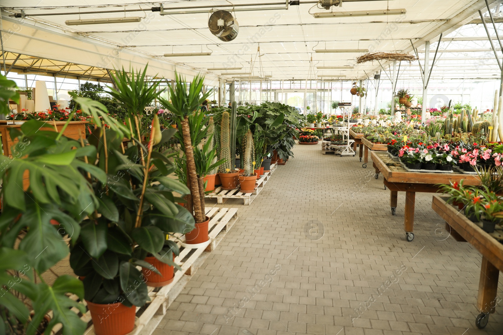 Photo of Garden center with many different potted plants