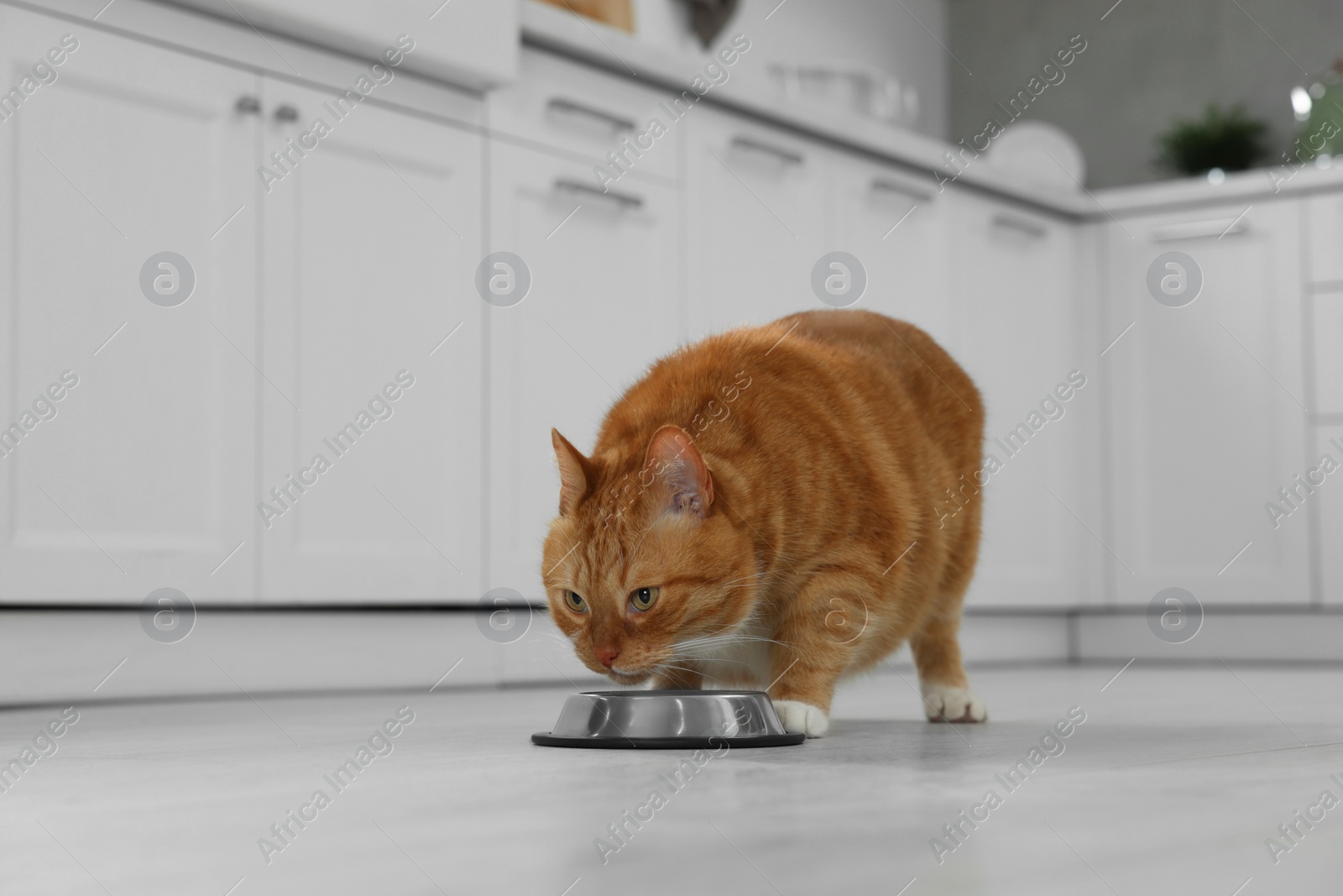 Photo of Cute ginger cat eating from feeding bowl at home