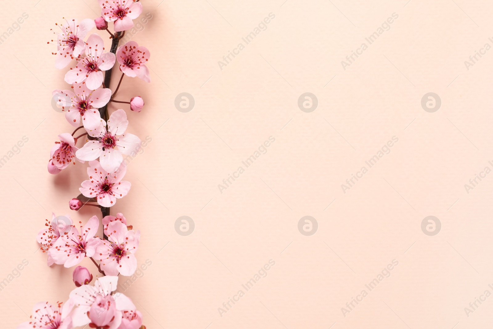 Photo of Sakura tree branch with beautiful blossoms on beige background, flat lay. Space for text