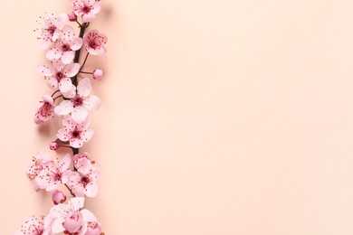 Photo of Sakura tree branch with beautiful blossoms on beige background, flat lay. Space for text