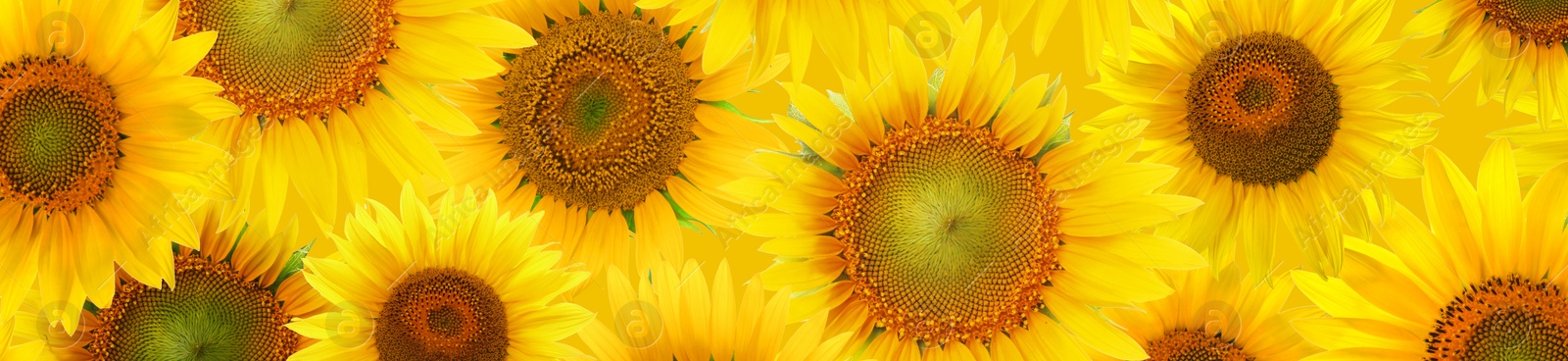 Image of Many bright sunflowers as background. Banner design 