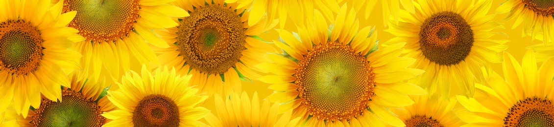 Image of Many bright sunflowers as background. Banner design 