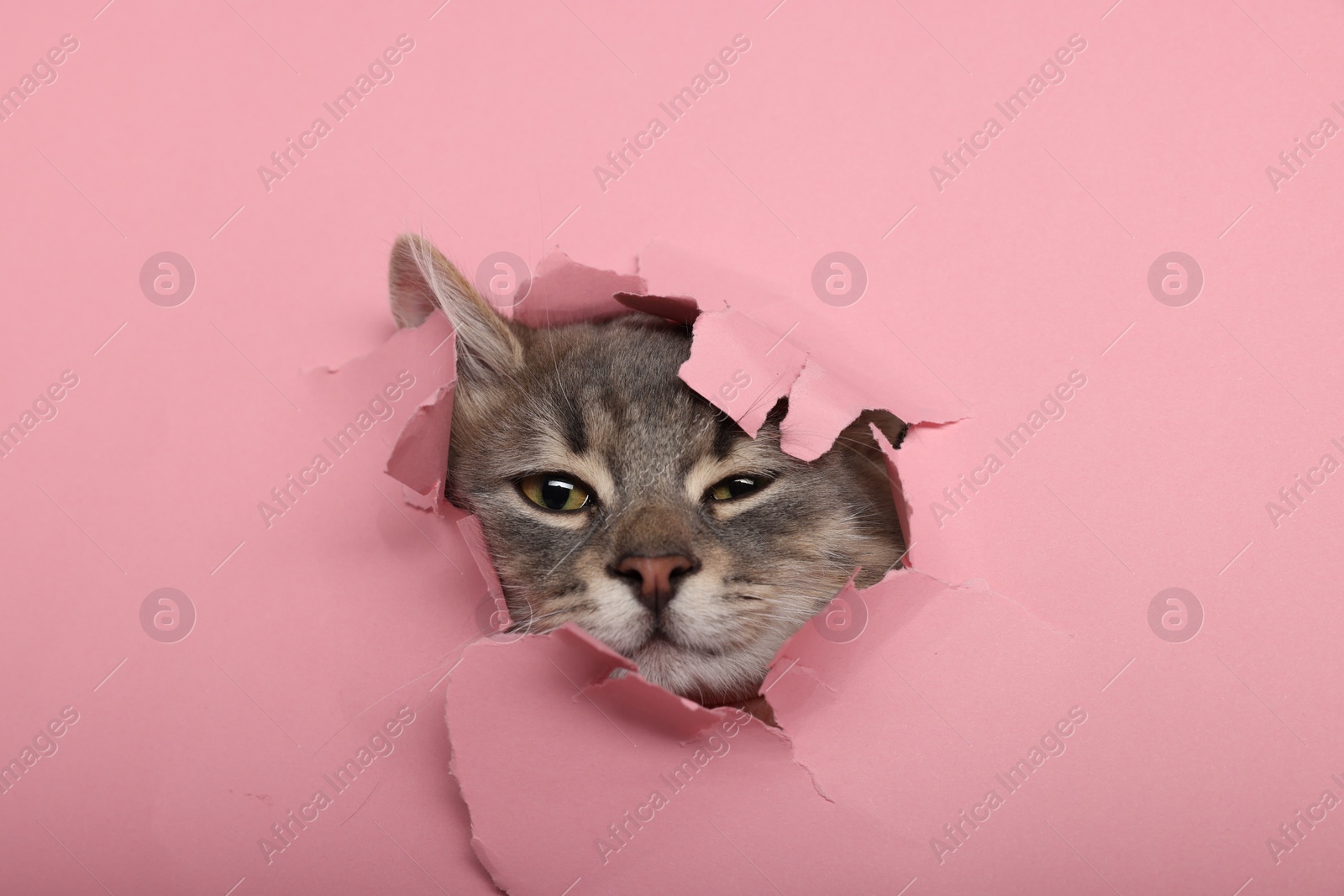 Photo of Cute cat looking through hole in pink paper