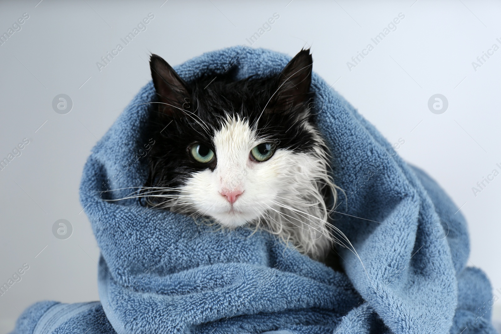 Photo of Wet cat wrapped with blue towel on light grey background