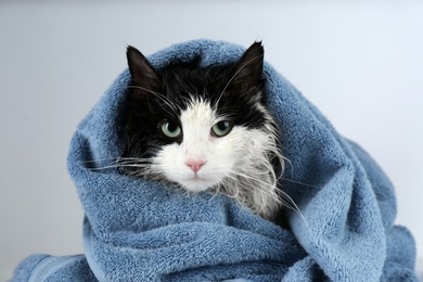 Wet cat wrapped with blue towel on light grey background