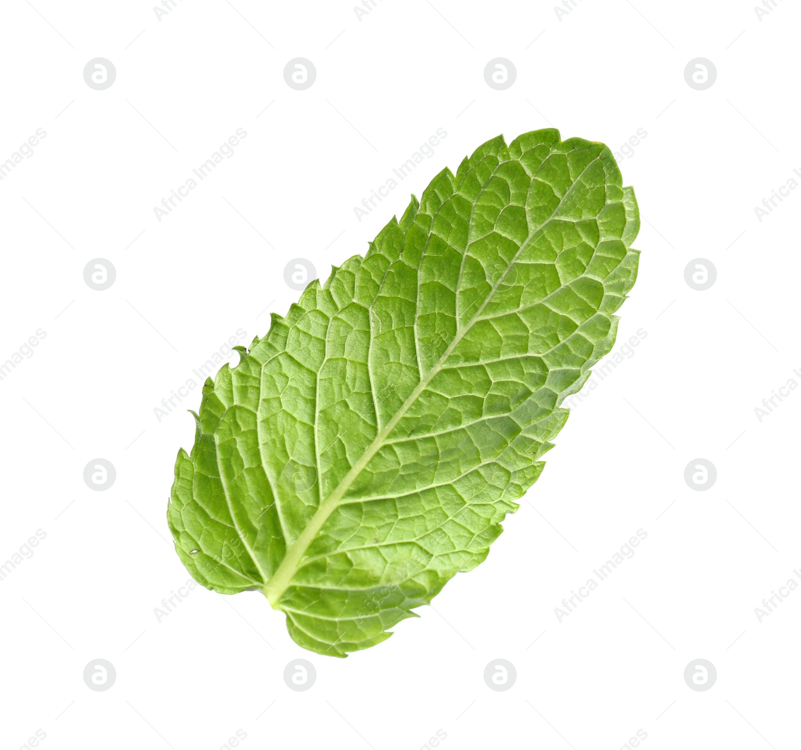 Photo of Fresh green mint leaf on white background