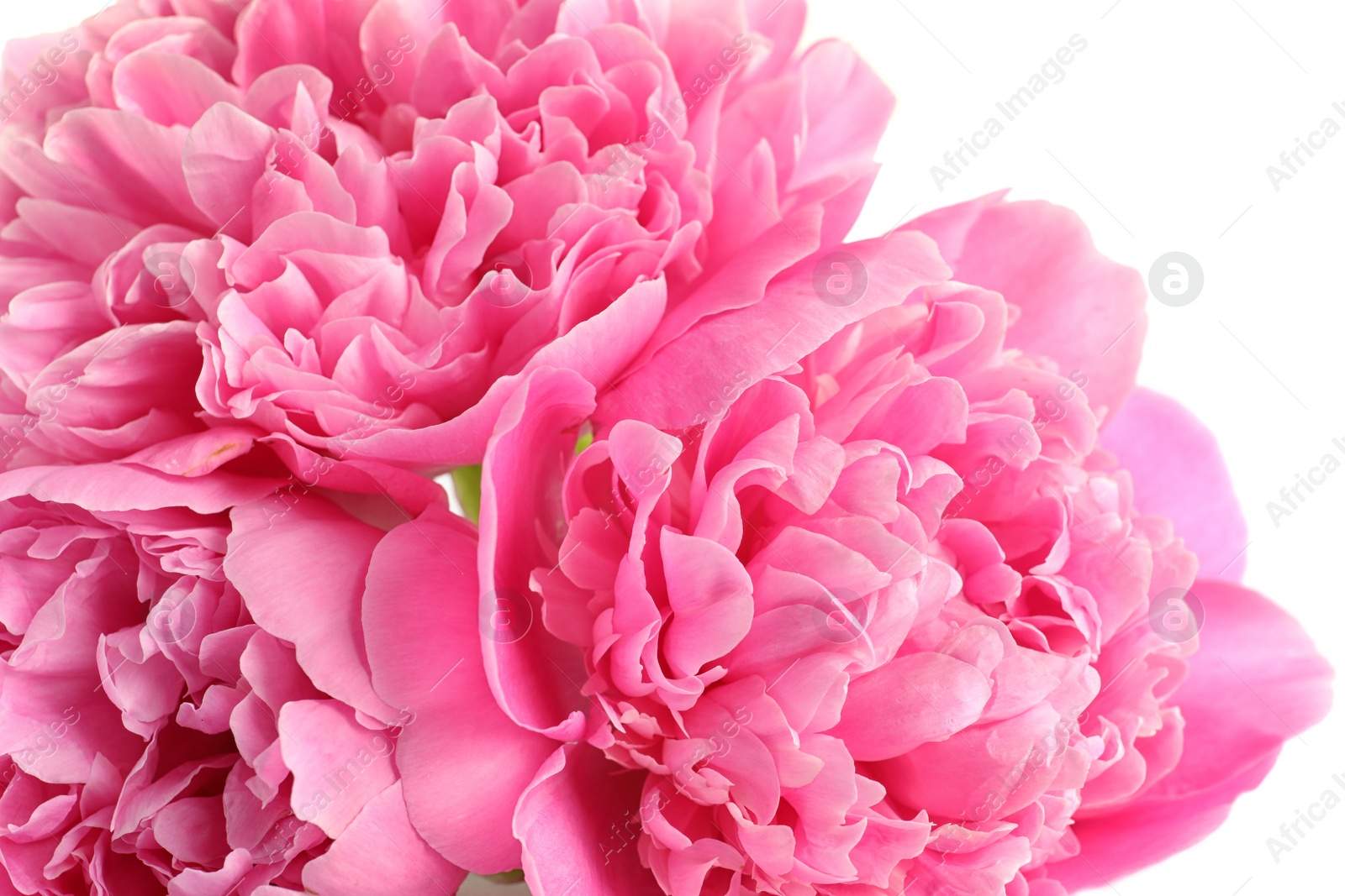 Photo of Beautiful fresh peony flowers on white background, closeup