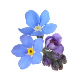 Photo of Amazing spring forget-me-not flowers on white background