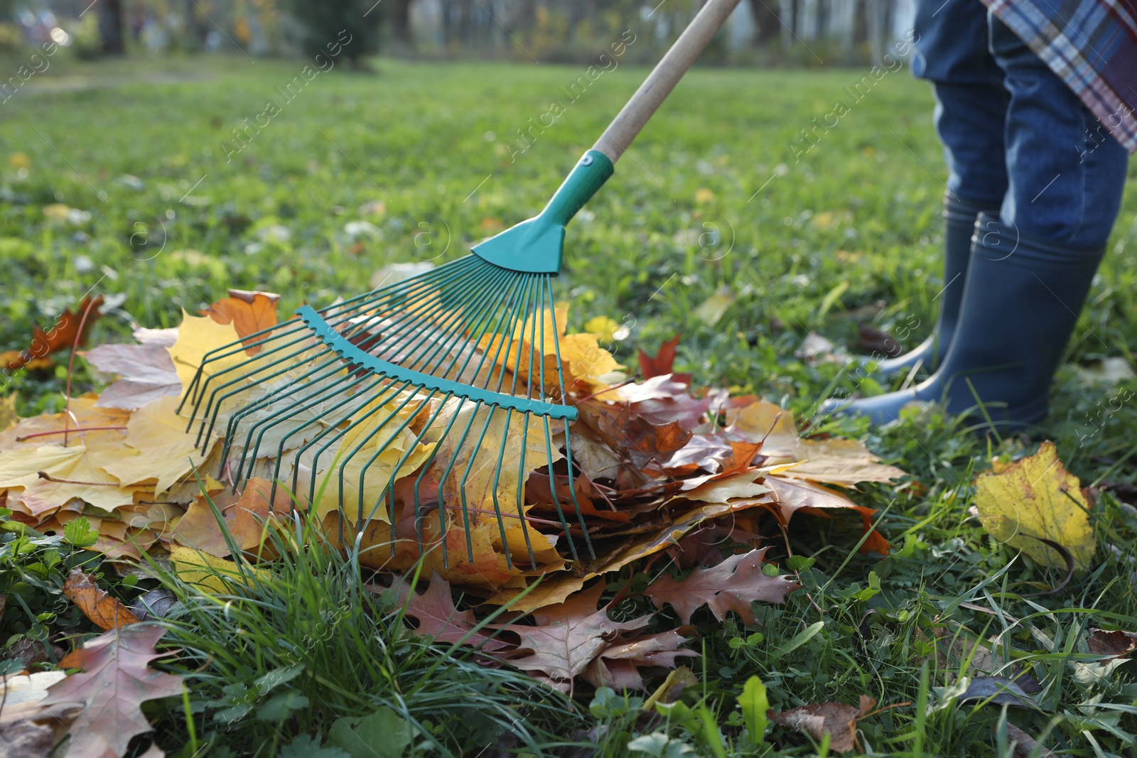 Photo of Woman raking fall leaves in park, closeup