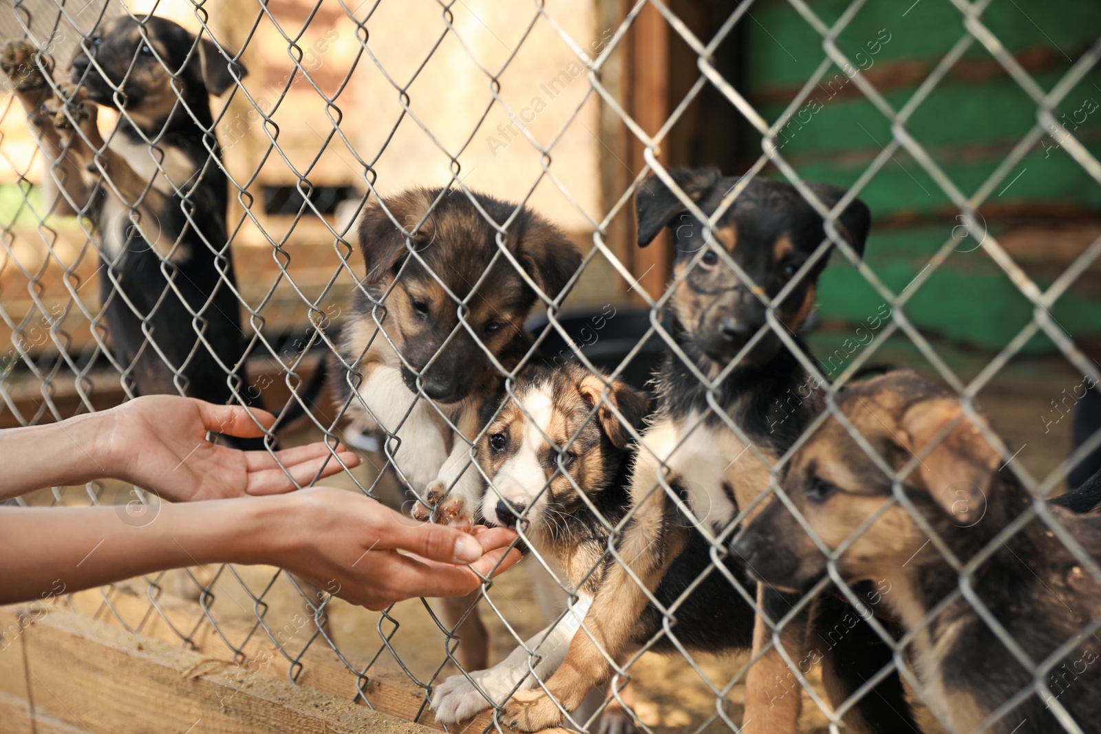 Photo of Woman near cage with homeless dogs in animal shelter, closeup. Concept of volunteering