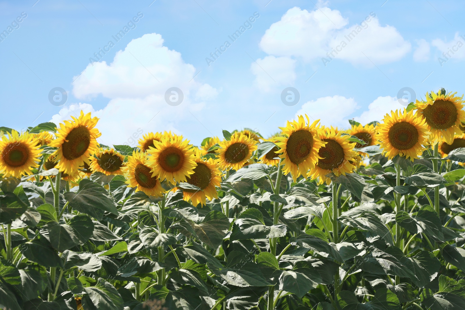 Photo of Beautiful blooming sunflowers in field on summer day