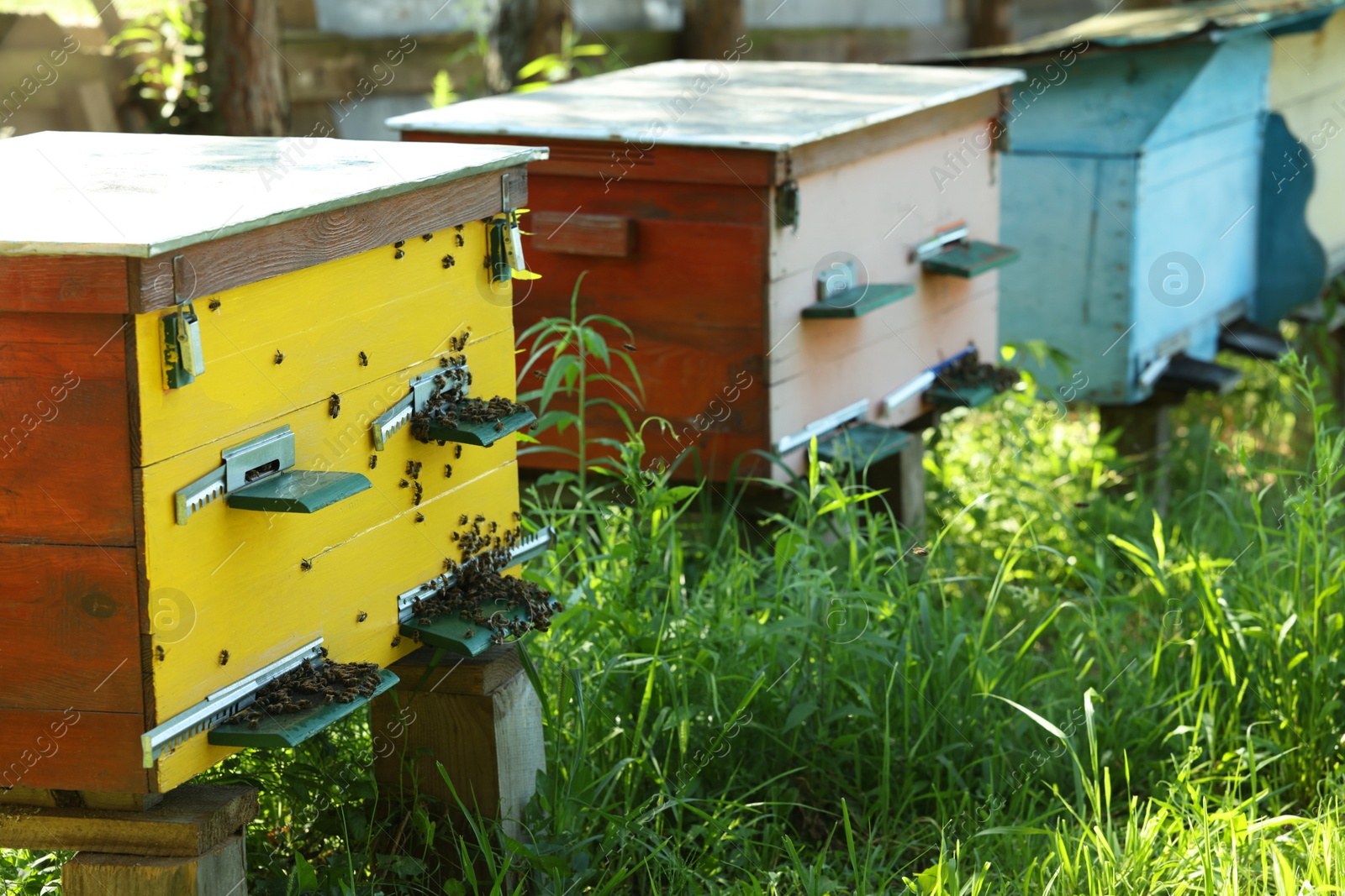 Photo of Many beautiful wooden beehives at outdoor apiary