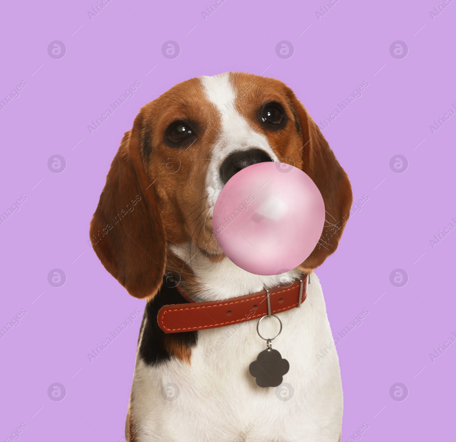 Image of Adorable Beagle dog blowing bubble gum on violet background