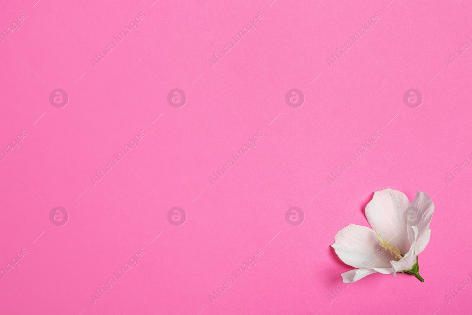 Photo of Tropical Hibiscus flower on pink background, top view. Space for text