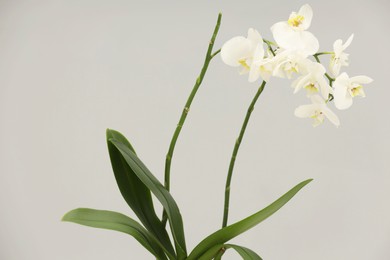 Photo of Branches with beautiful orchid flowers on grey background