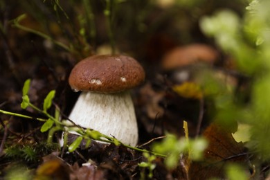 Fresh wild mushroom growing in forest, closeup. Space for text