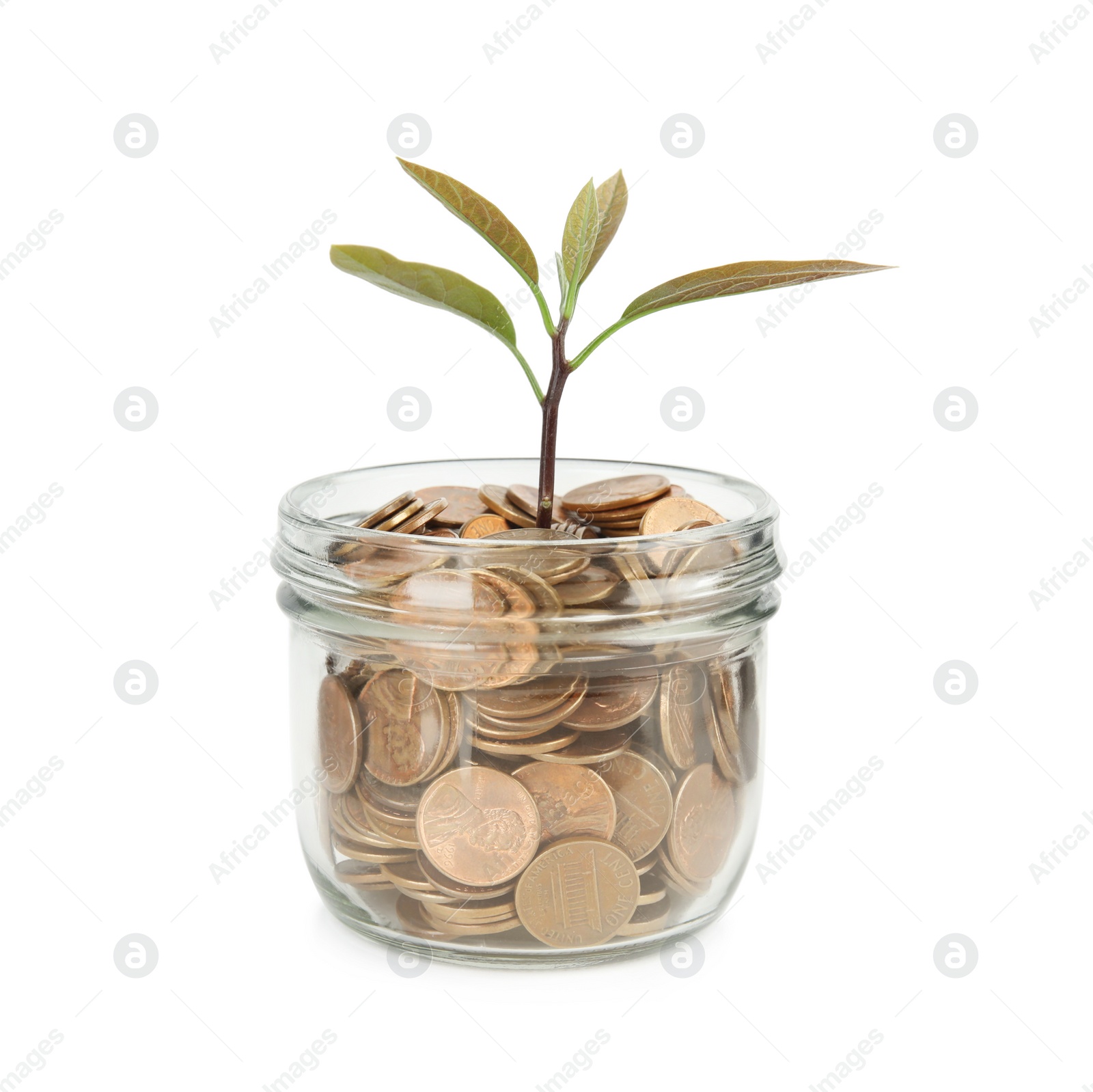 Photo of Glass jar with coins and plant isolated on white