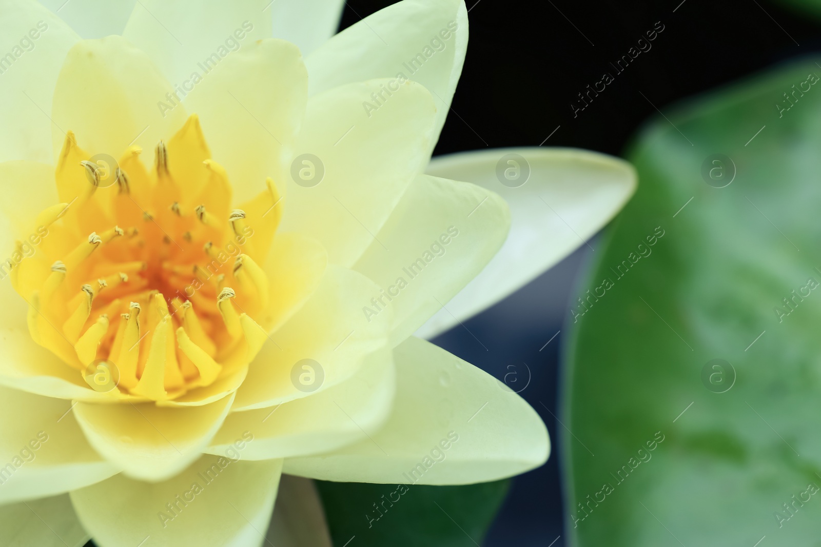 Photo of Beautiful white lotus flower on blurred background, closeup