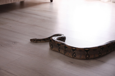 Photo of Brown boa constrictor crawling on floor in room