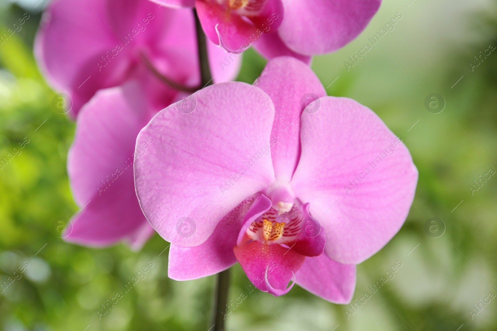 Photo of Beautiful tropical orchid flowers on blurred background, closeup