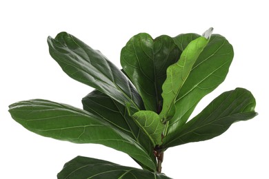 Photo of Fiddle Fig or Ficus Lyrata plant with green leaves on white background, closeup