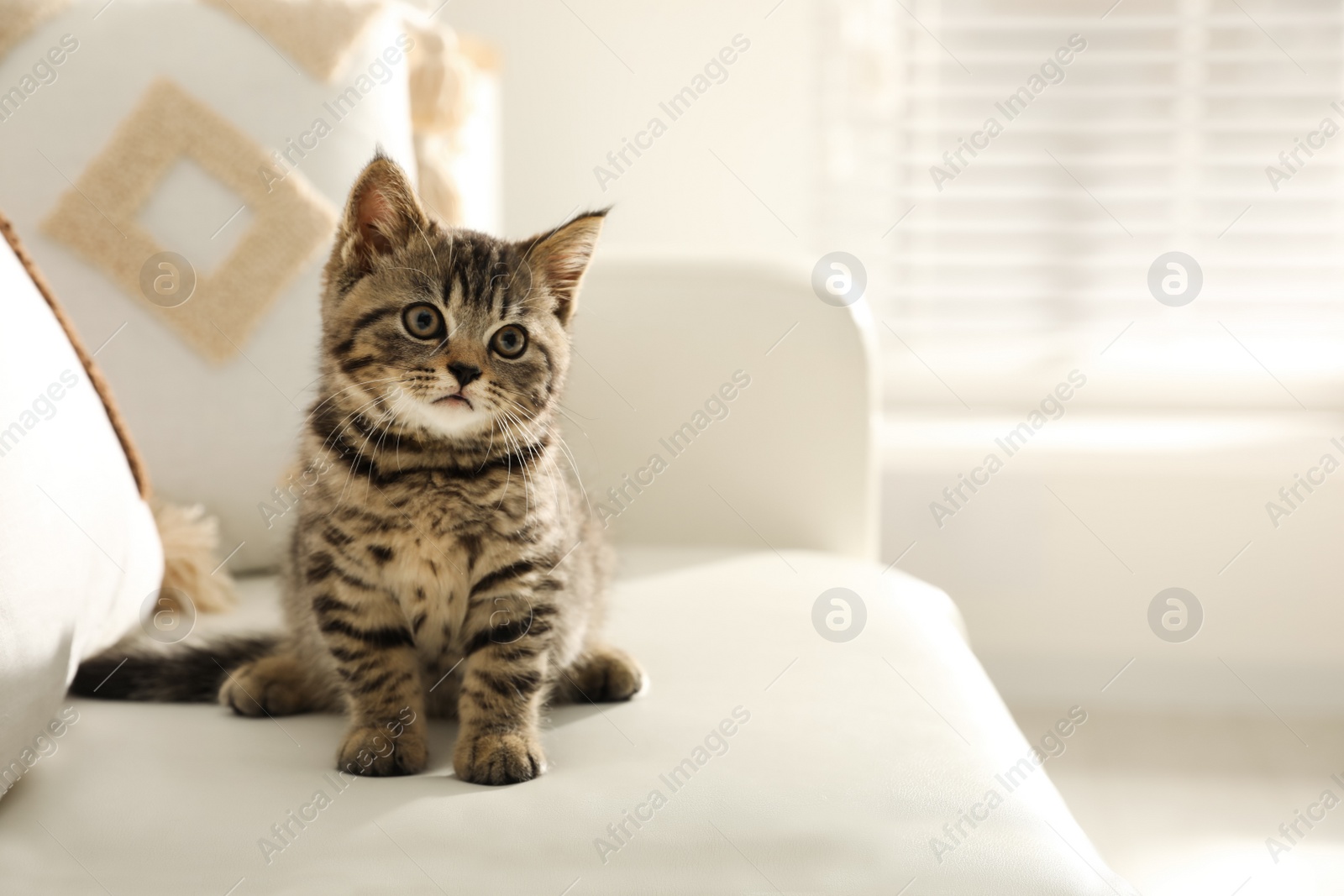 Photo of Cute tabby kitten on sofa indoors, space for text. Baby animal