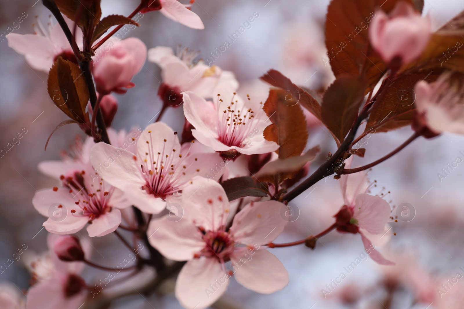 Photo of Closeup view of blossoming tree outdoors on spring day