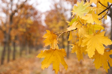 Closeup view of branch with yellow leaves on autumn day