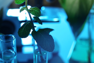 Photo of Green plant in test tubes on blurred background, closeup with space for text. Biological chemistry
