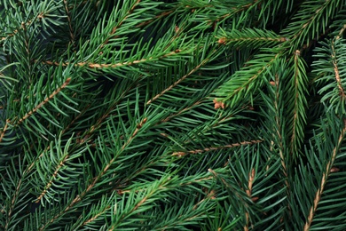 Photo of Branches of fir tree as background, closeup