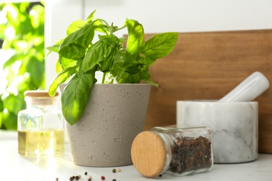Photo of Fresh green basil in pot on countertop in kitchen