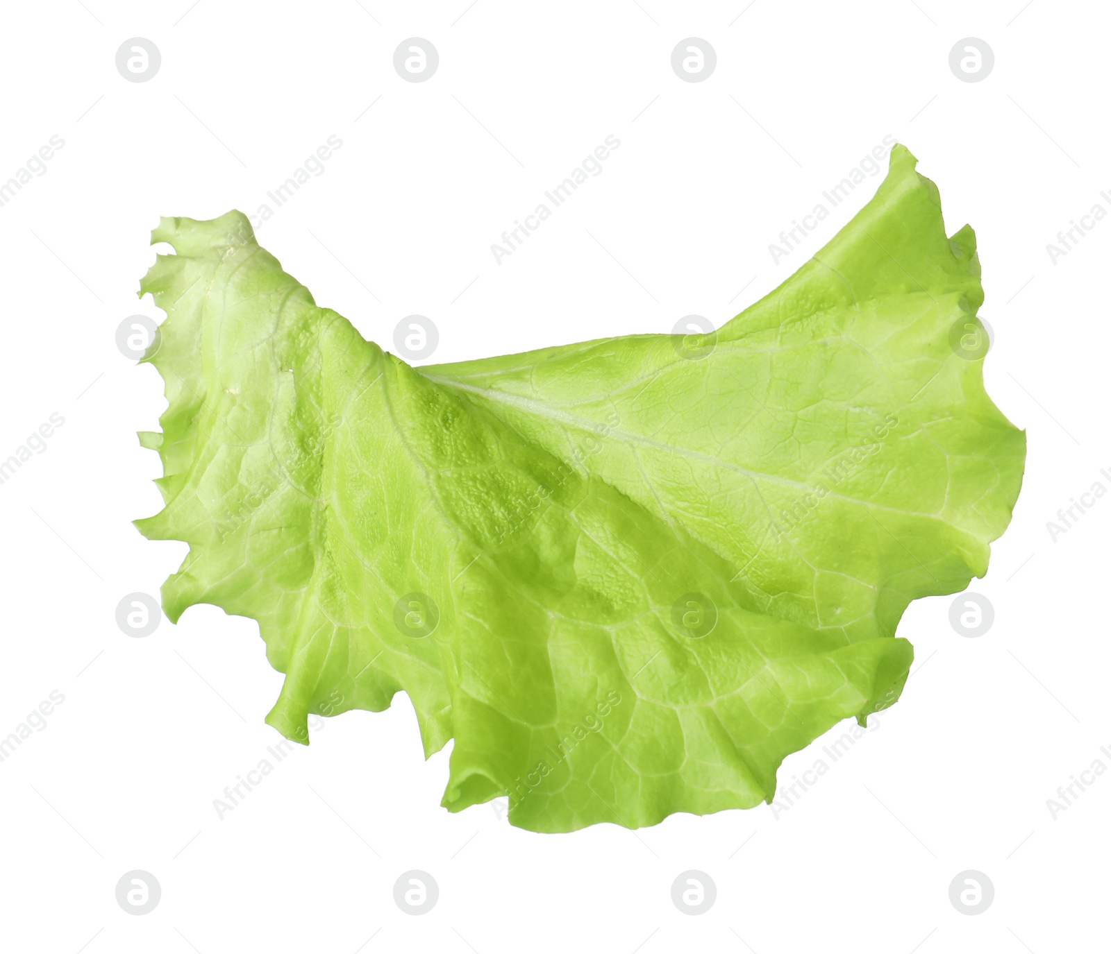 Photo of Leaf of fresh lettuce for burger isolated on white