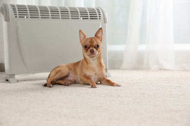 Photo of Chihuahua dog lying on floor near electric heater in bright room