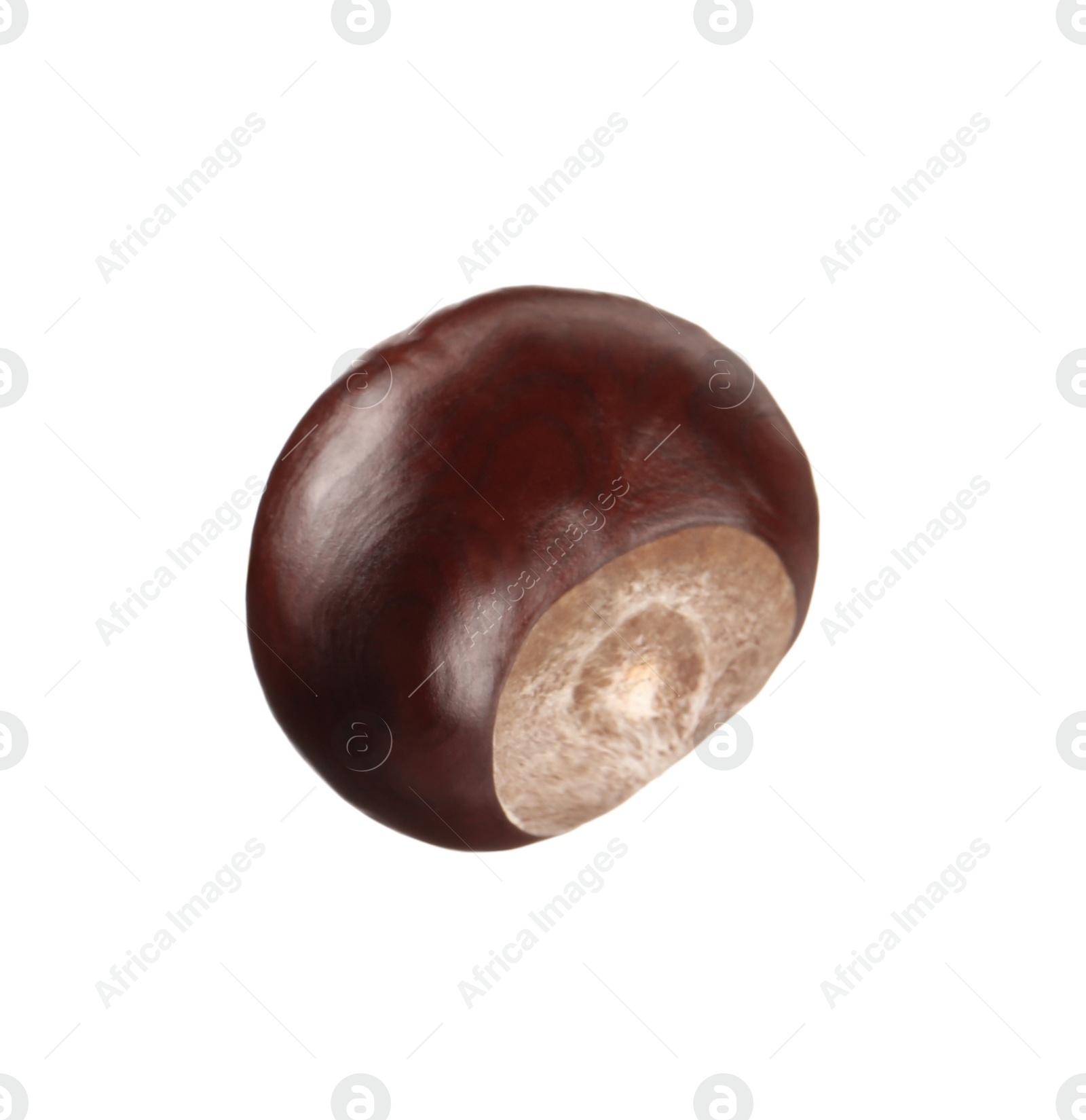 Photo of One brown horse chestnut isolated on white