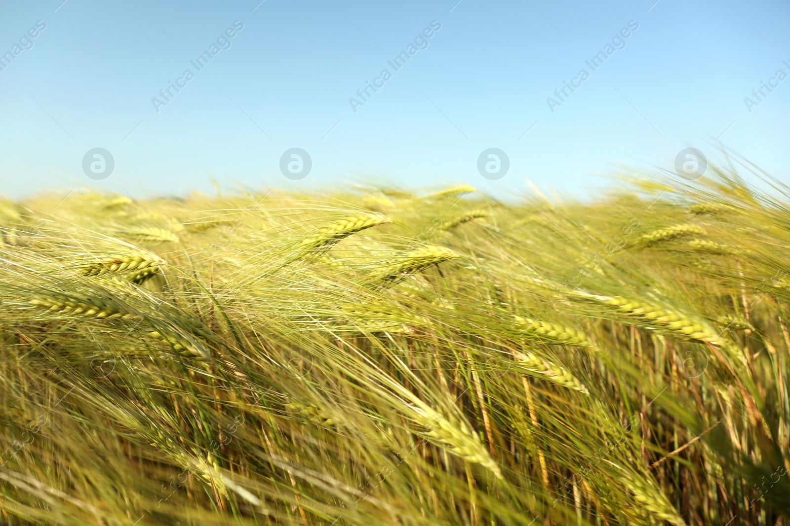 Photo of Wheat field on sunny day. Amazing nature in  summer