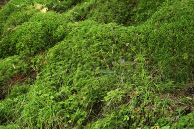 Photo of Beautiful green moss on ground, closeup view