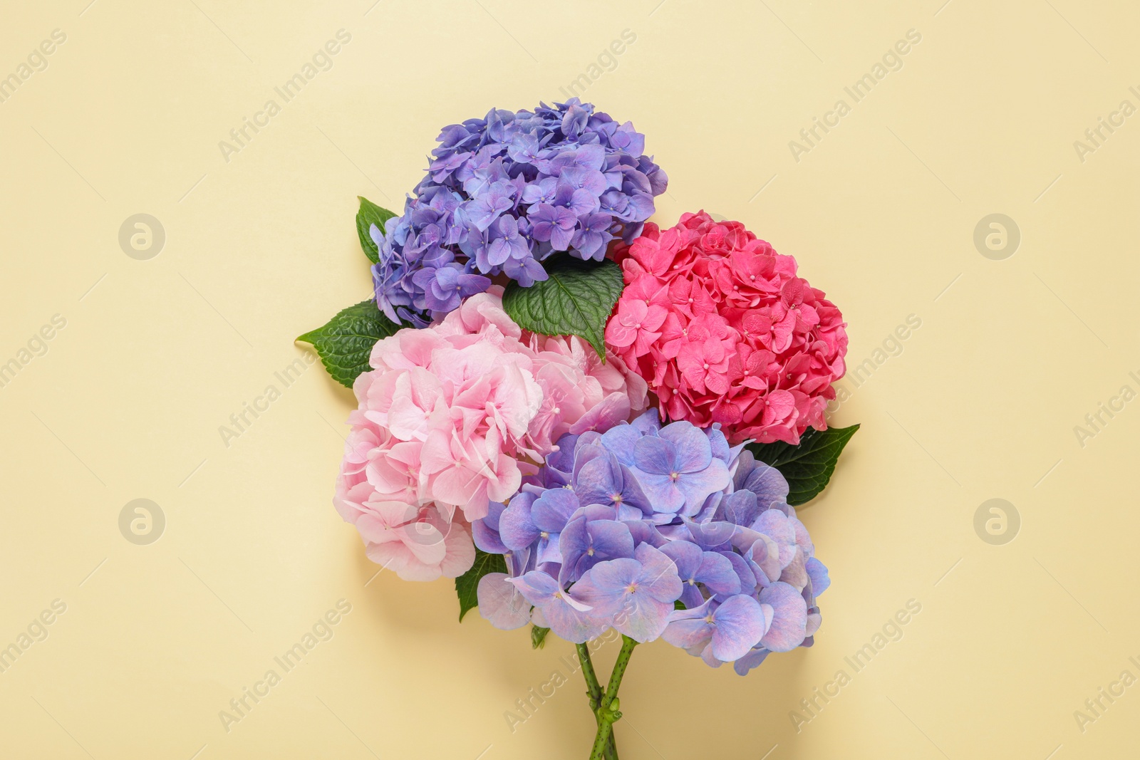 Photo of Beautiful hortensia flowers on beige background, flat lay