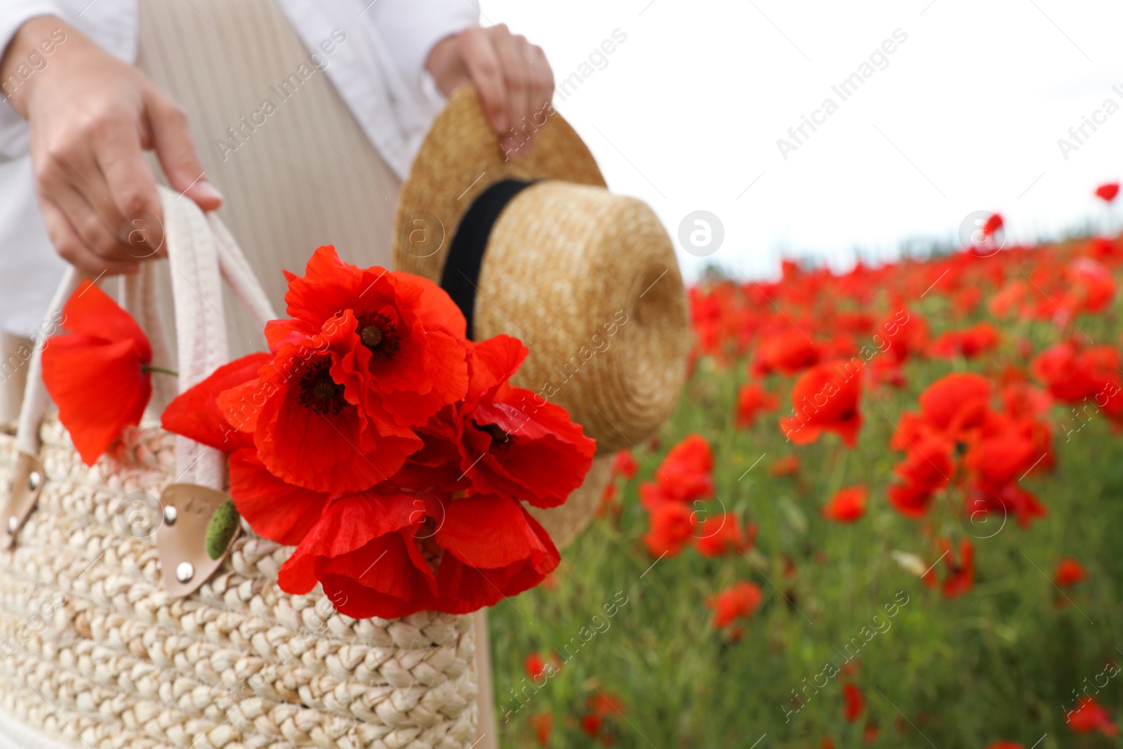 Photo of Woman holding straw hat and handbag with poppy flowers in beautiful field, closeup