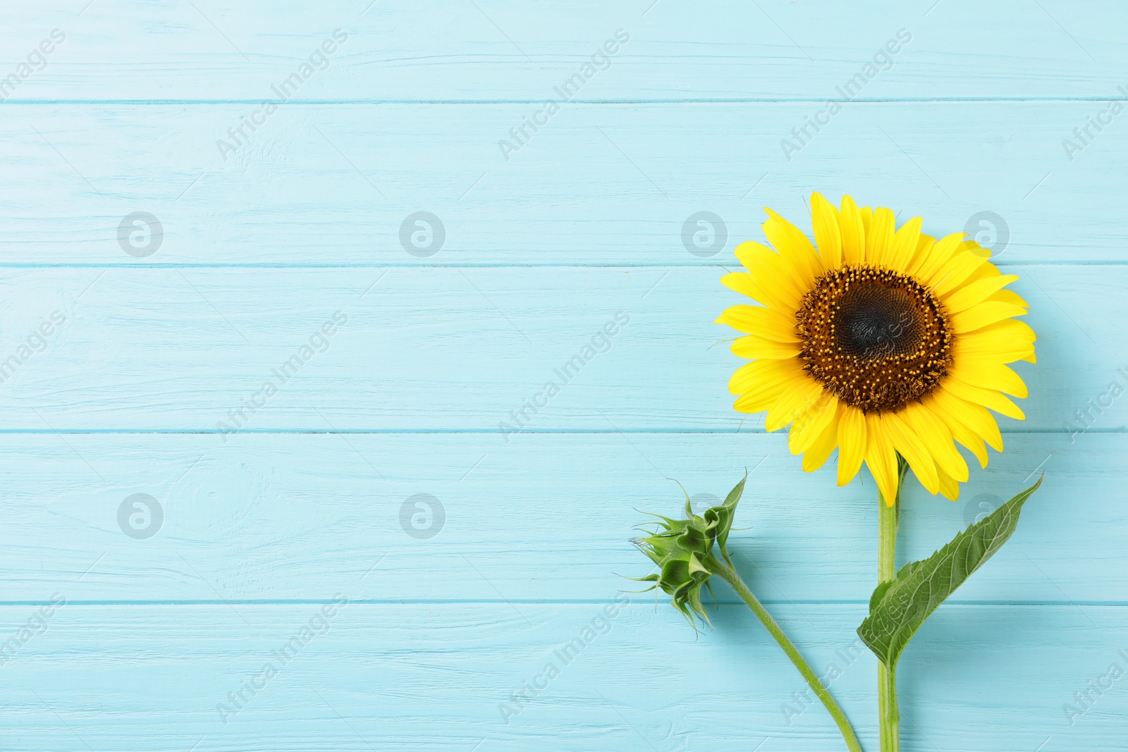 Photo of Yellow sunflower on wooden background, top view