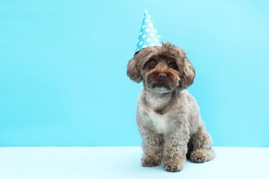 Photo of Cute Maltipoo dog with party hat on light blue background, space for text. Lovely pet